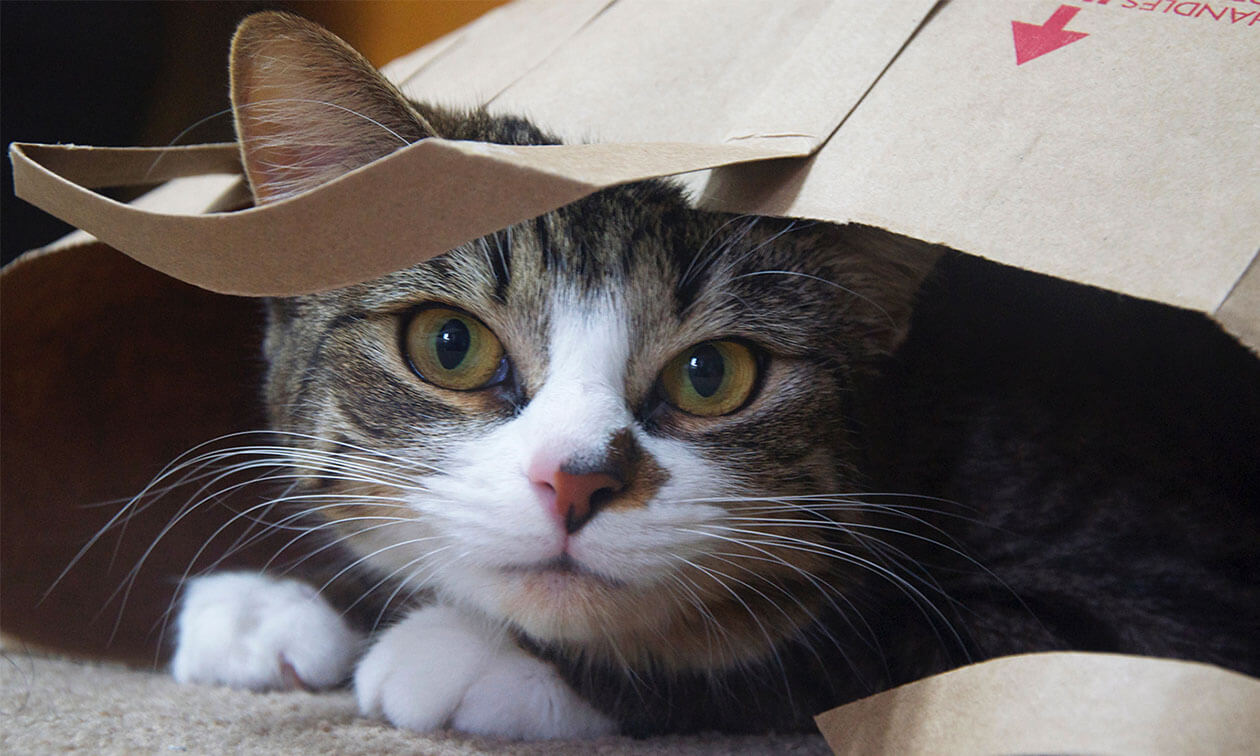 A cat that is laying down in a bag.