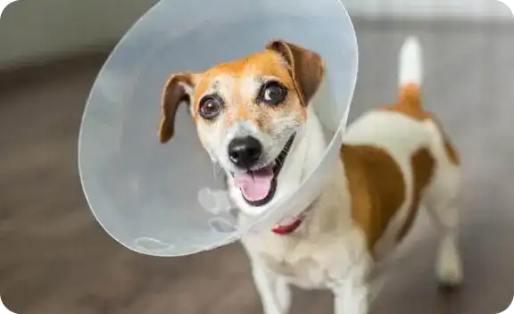 A brown and white dog with a cone on its head.