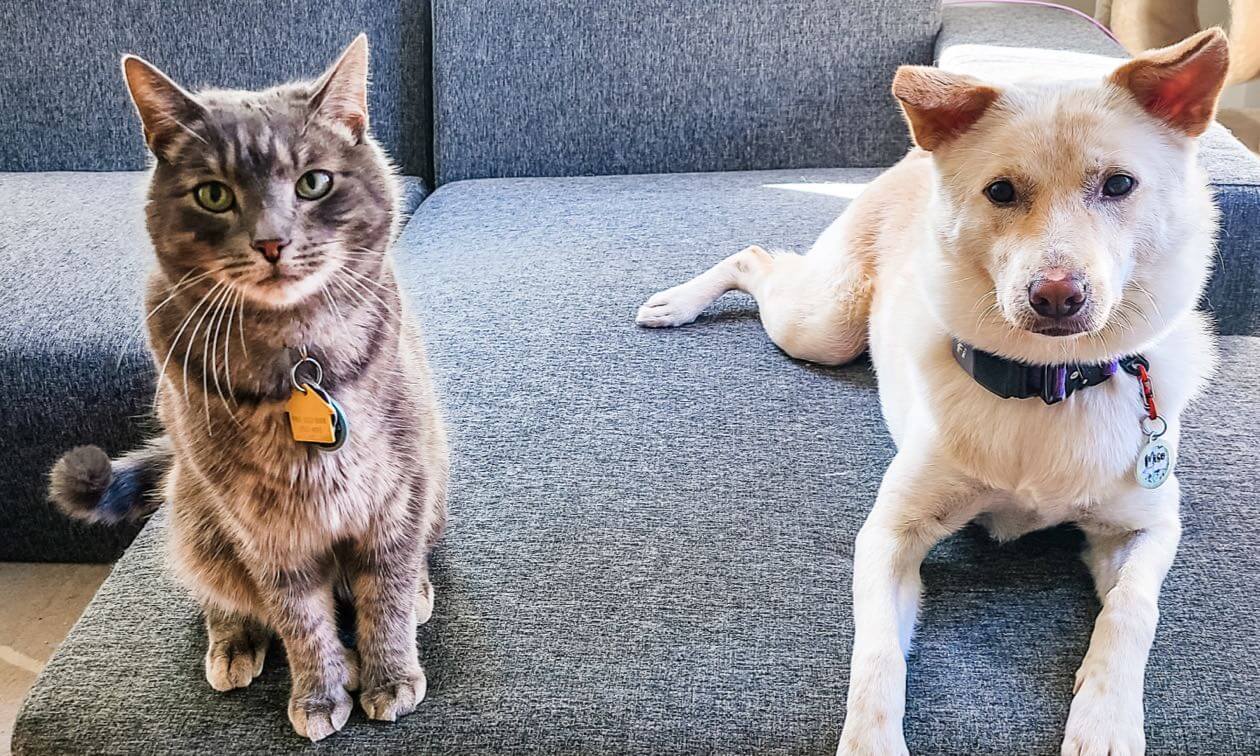 A dog and a cat sitting on a couch.