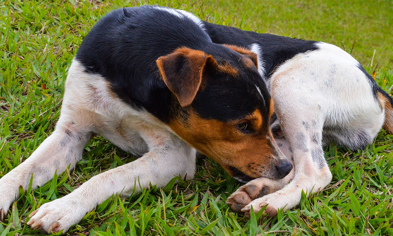A black and brown dog chewing its paw.