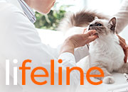 Lifeline: Your Cat Depends on You. We're Here to Help