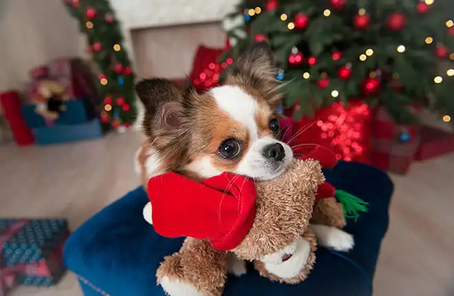A small dog sitting on a chair with a teddy bear.