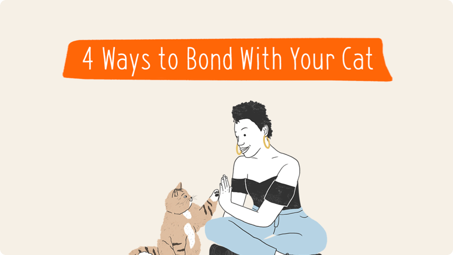 4 Ways to Bond With Your Cat