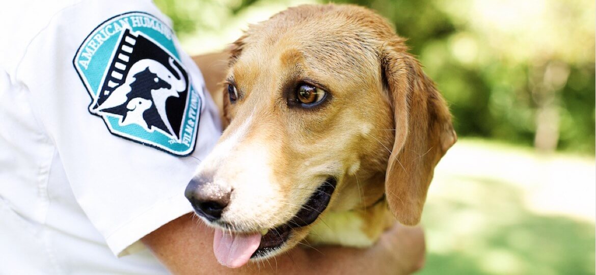 Discover More About American Humane’s Mission to Protect Pets and Families