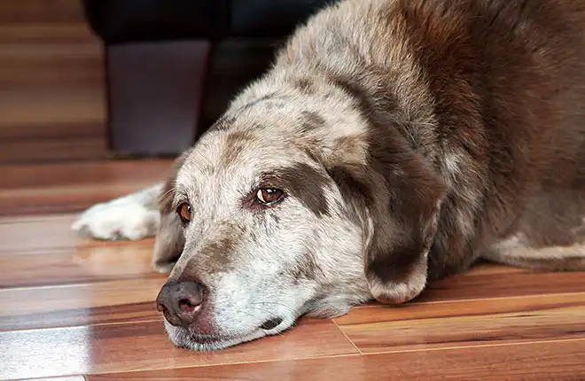 A large brown dog laying on top of a hard wood floor.
