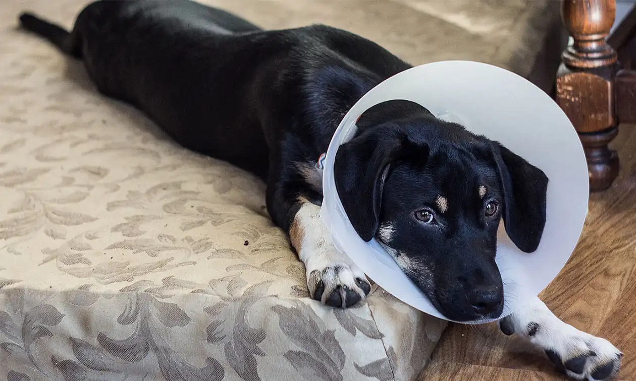 A dog with a cone on its head laying on a bed.