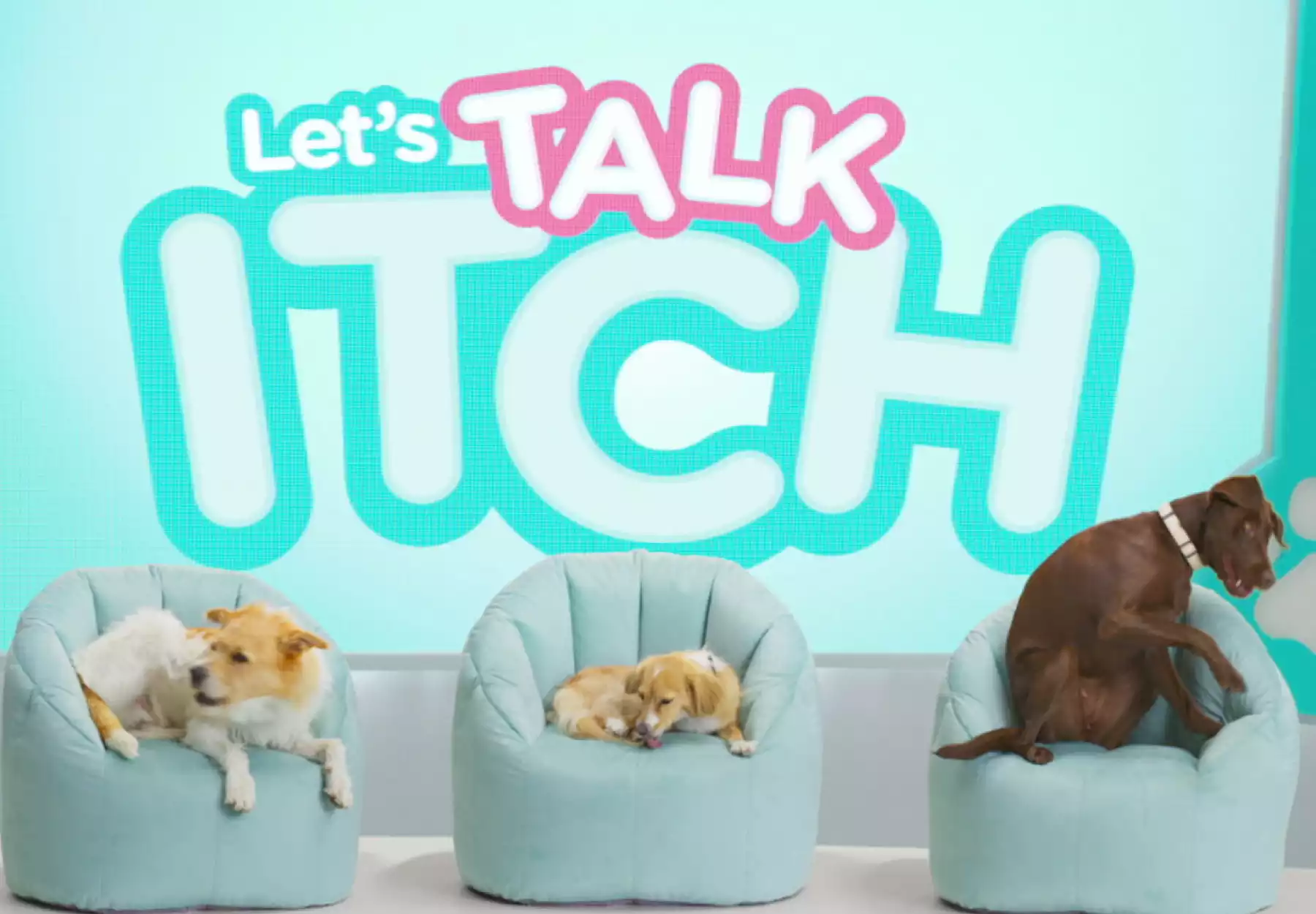 scene from dog talk show