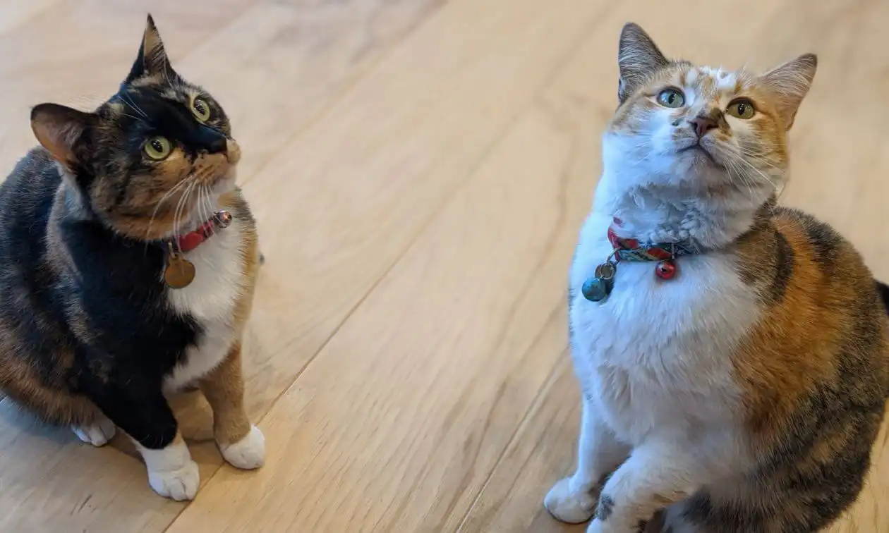A cat sitting next to another cat on a wooden floor.