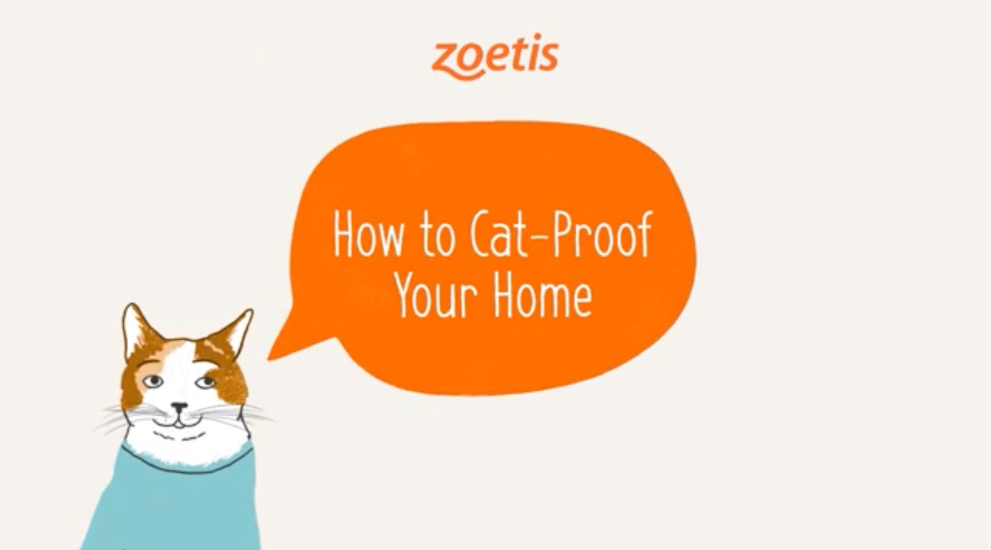 Adopting A Cat - Cat Friendly Homes