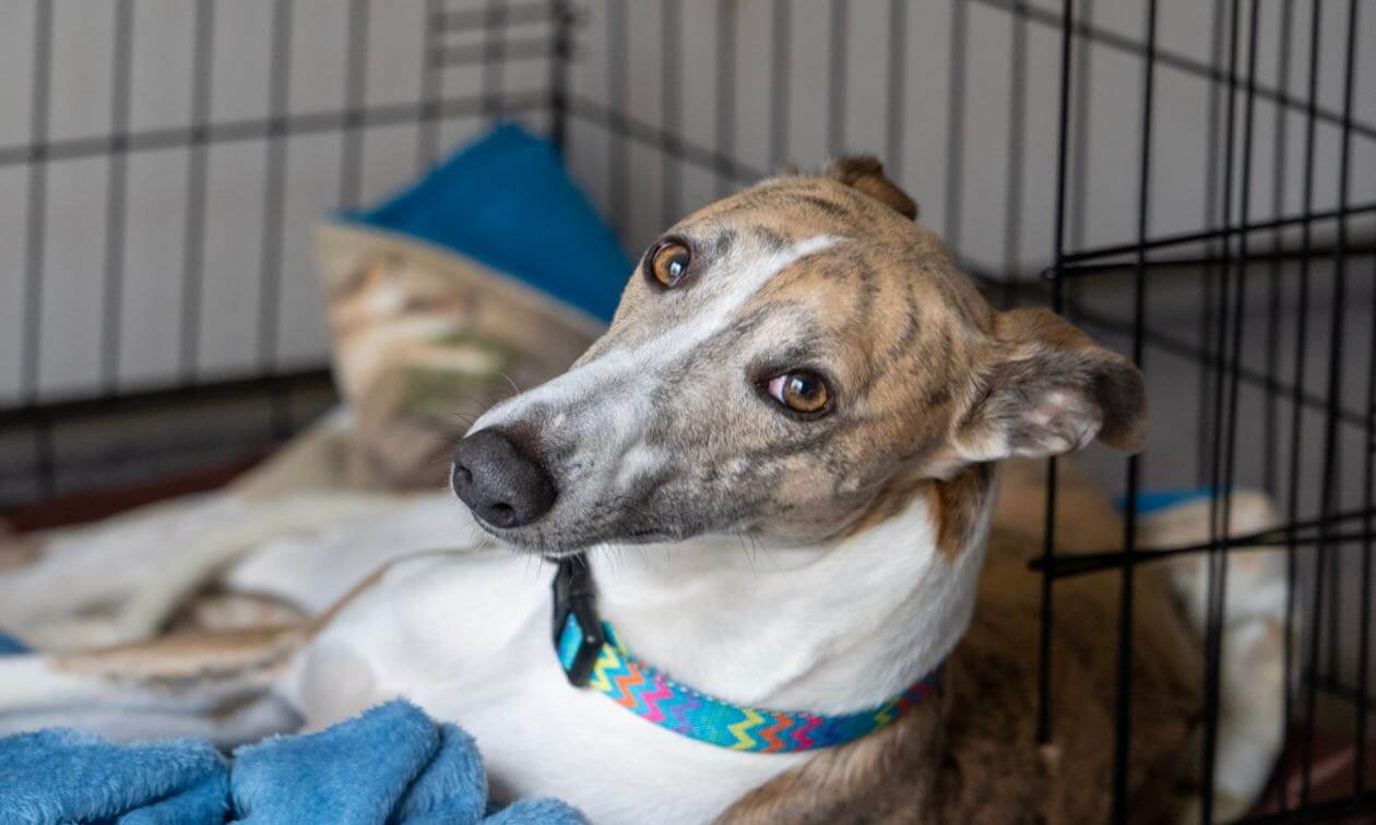 Tips For Choosing A Dog Crate Zoetis Petcare