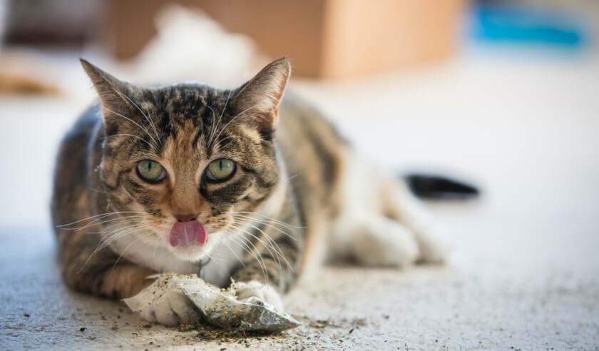 4 Fun Facts About Cat Tongues