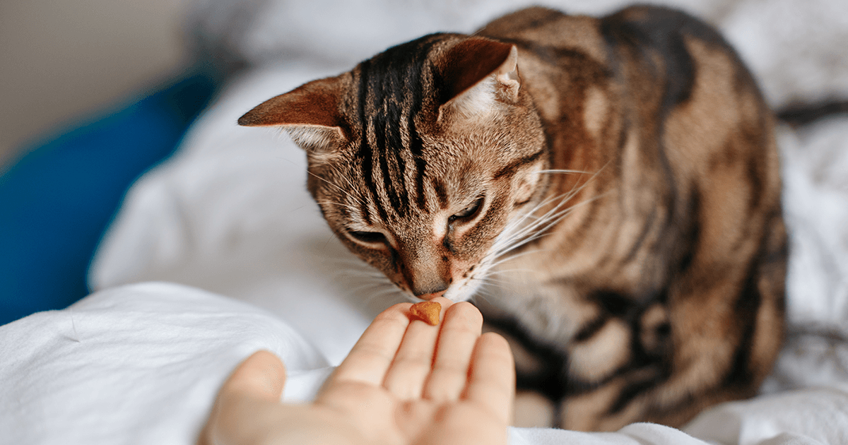 Homemade cat outlet treats catnip