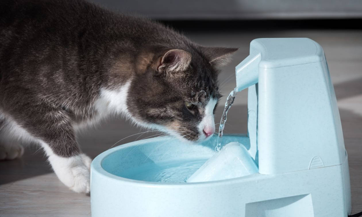 How to get my sales cat to drink water