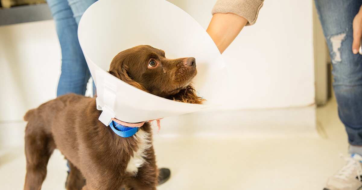 how to help a sore dog