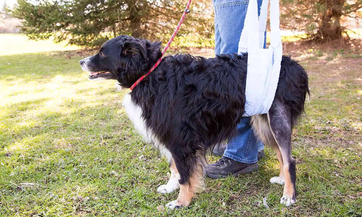 A black and white dog standing outside with a sling under its hind end.