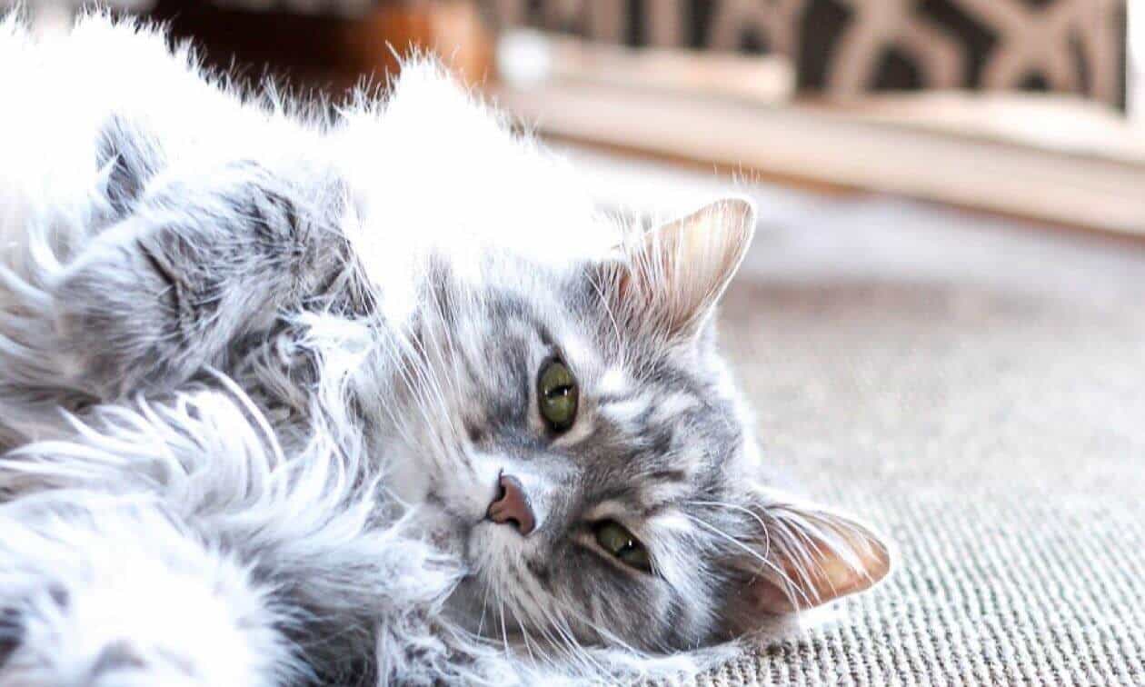 A cat laying on the floor with its head on the floor.