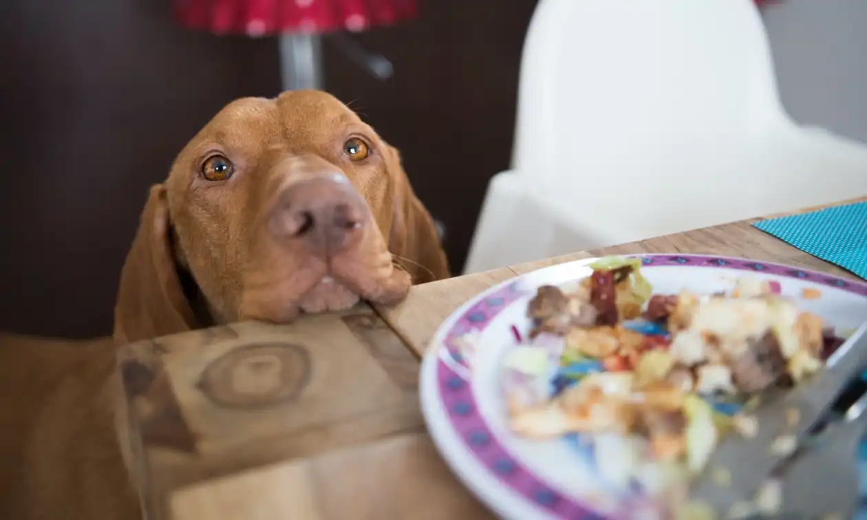 Dog begging for food