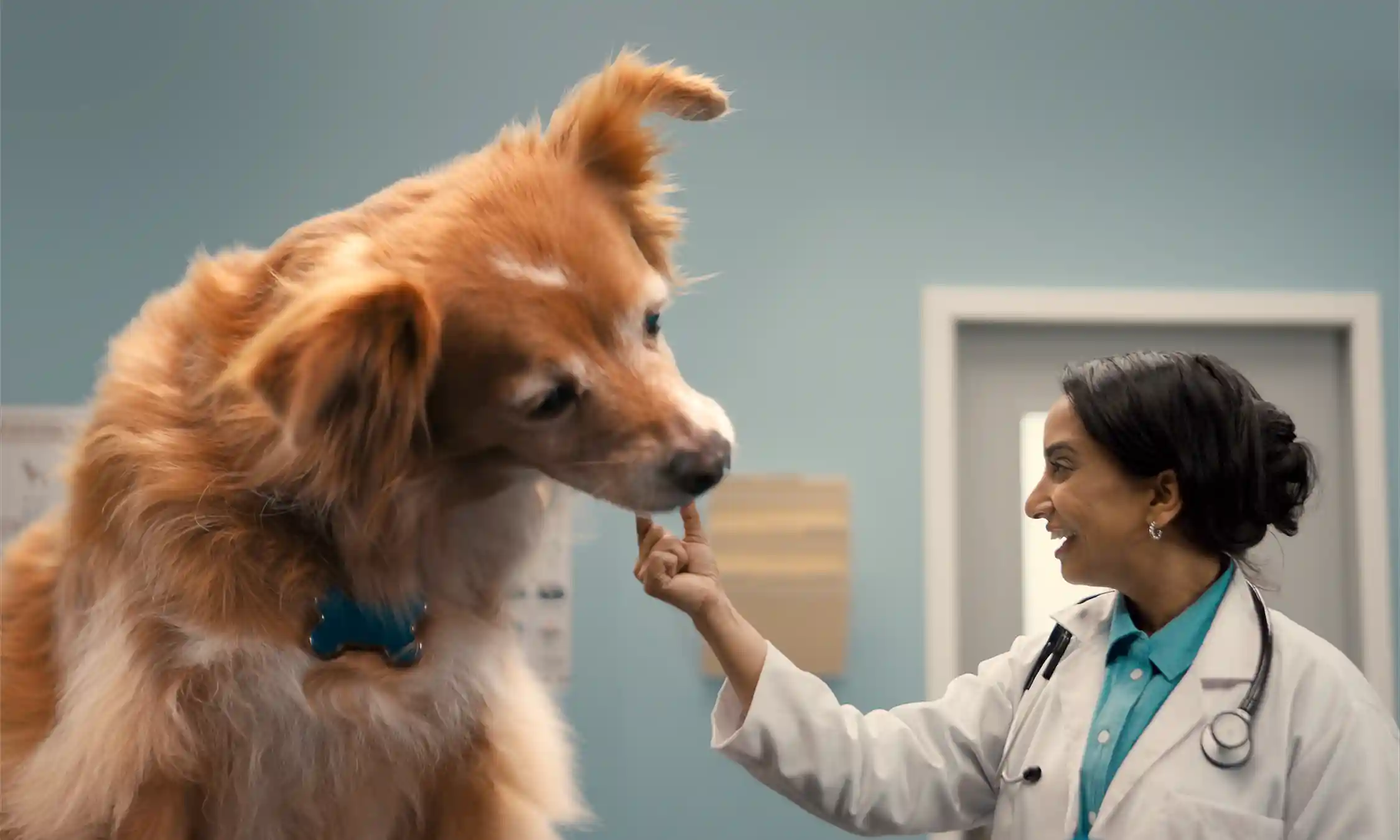 Revolutionary Allergic Itch Relief, Now in an Easy-To-Give Chewable!