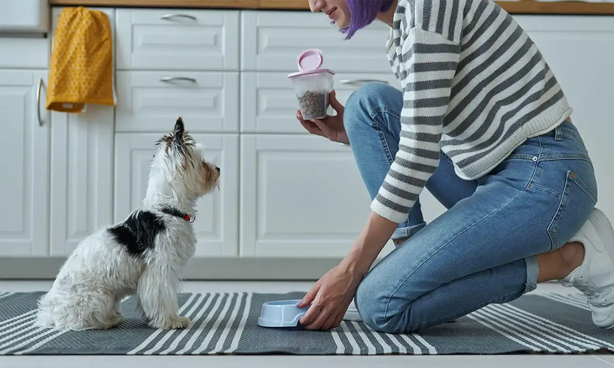 Woman kneeling on the floor to feed her small dog.