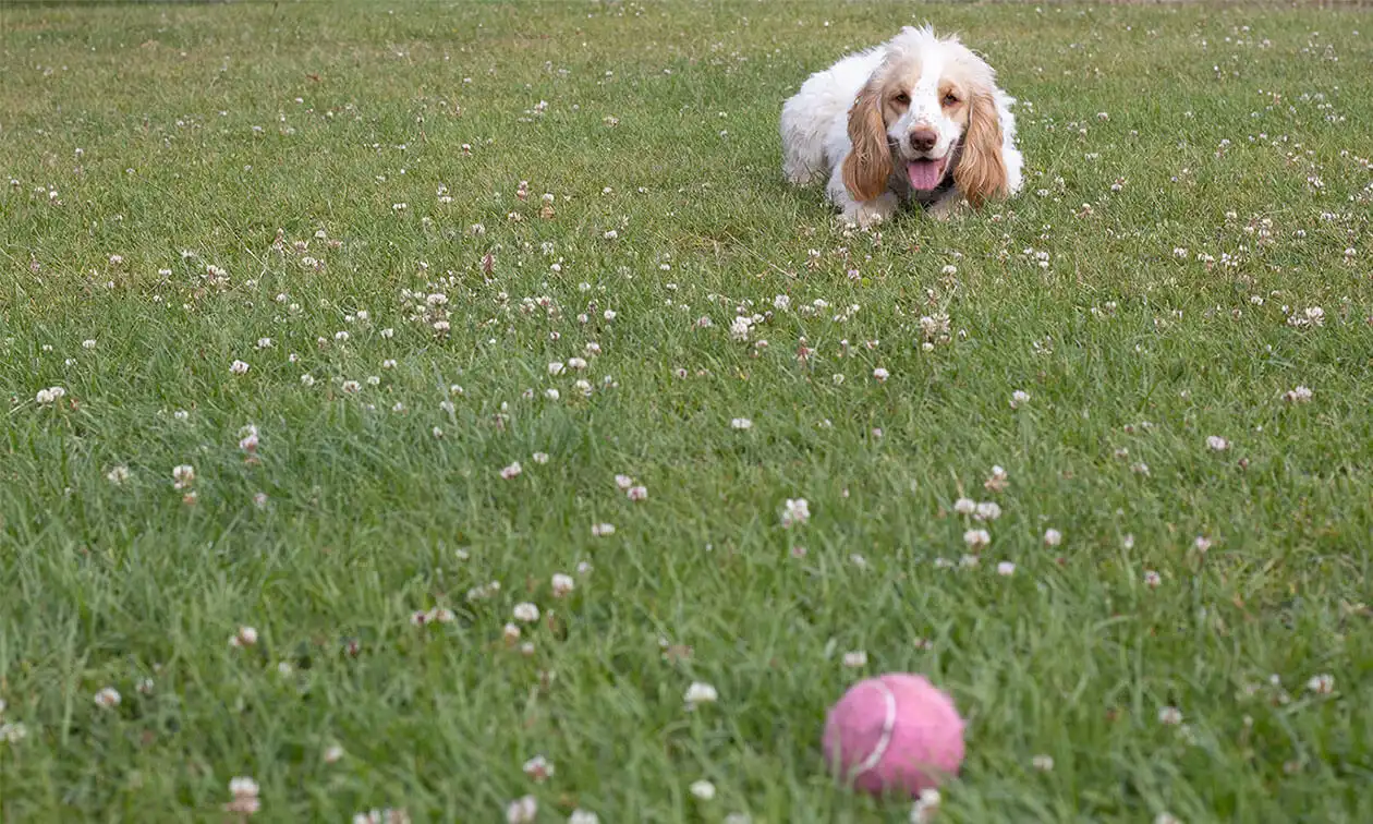 A brown and white dog chasing a tennis ball.