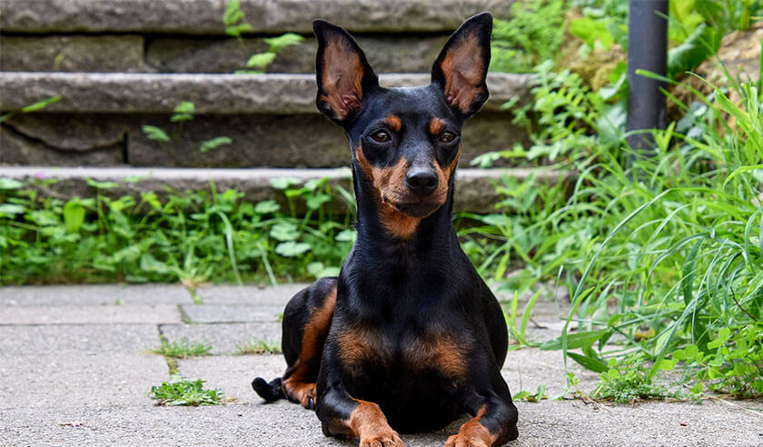 Pet Ownership Tips | Zoetis Petcare