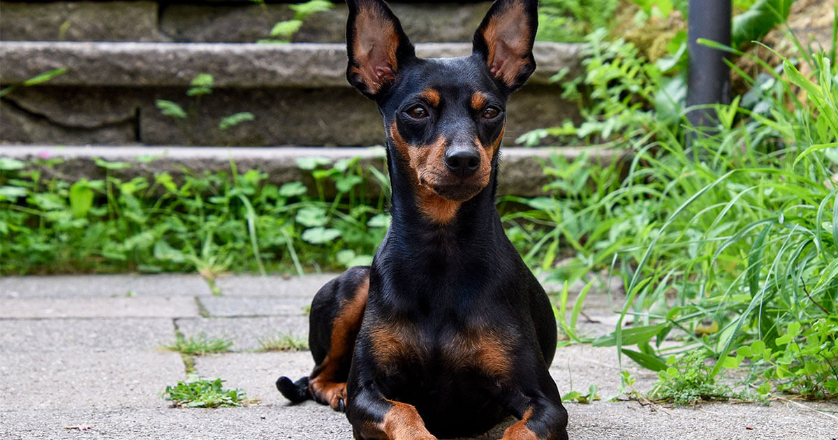 Small Ratter What Are Ratter Dogs? | Zoetis Petcare