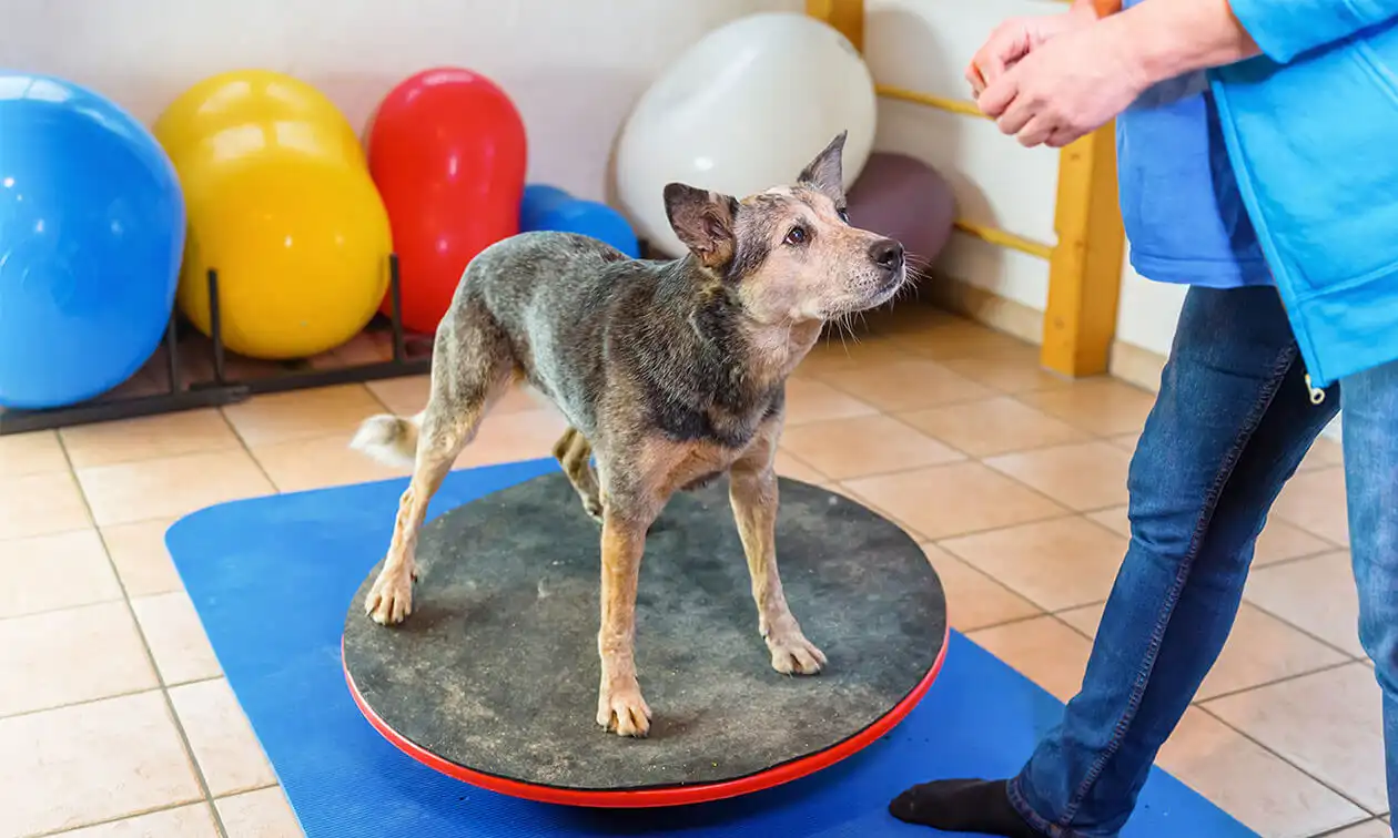 A dog receiving physical therapy