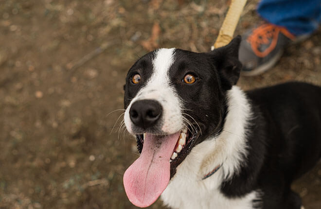 White dogs best sale for adoption