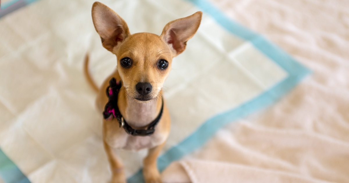 How to Potty Train Your Puppy | Zoetis Petcare