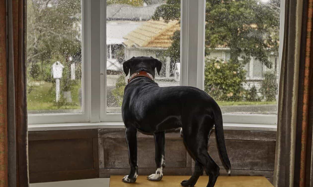 Dog staring out through a window.