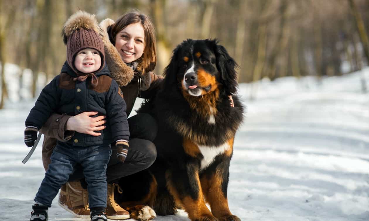 best dogs for cold weather climates