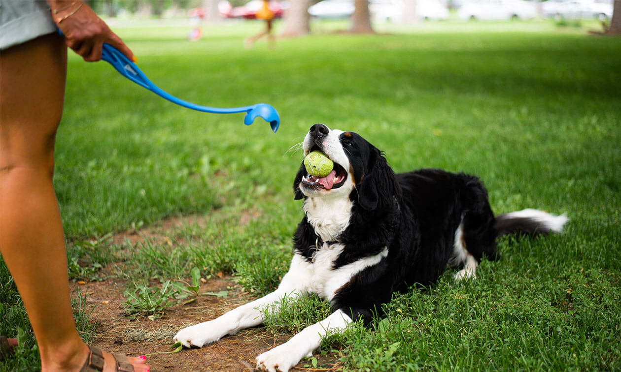 how do you teach a dog to play fetch