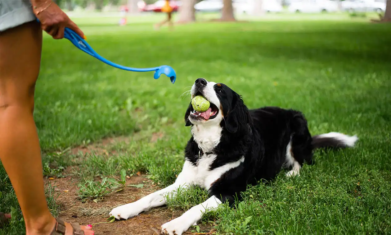 A dog laying in the grass with a ball in its mouth.