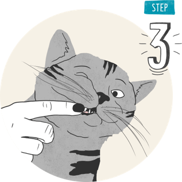 How to brush cats teeth step 3