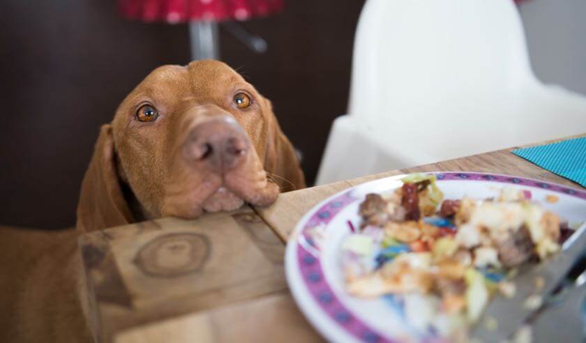 Dog Begging for Food? Here's What to Do