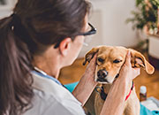 The Connection Between Your Dog’s Ear Infections and Allergies
