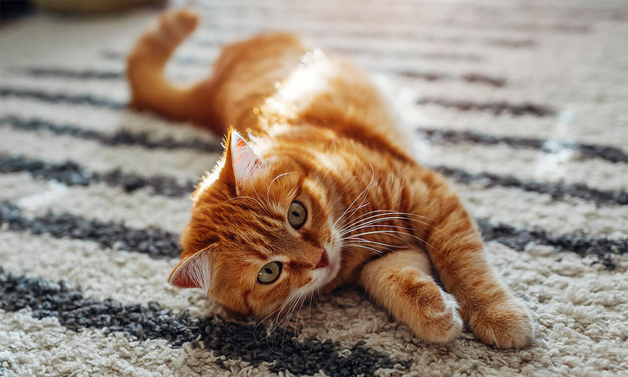 An orange and white cat laying on top of a rug.