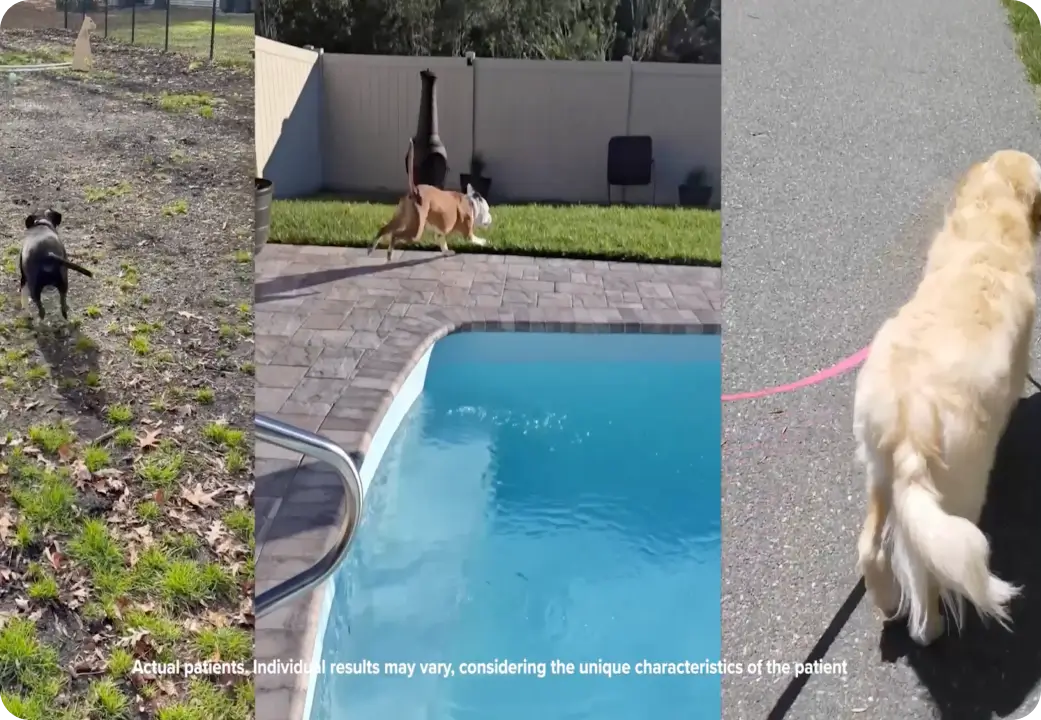 Happy dog running around a pool