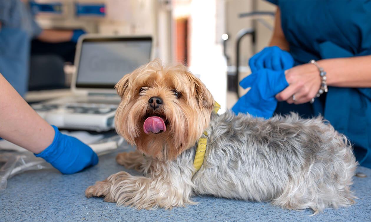 What to Expect During Your Dog’s Echocardiogram | Zoetis Petcare