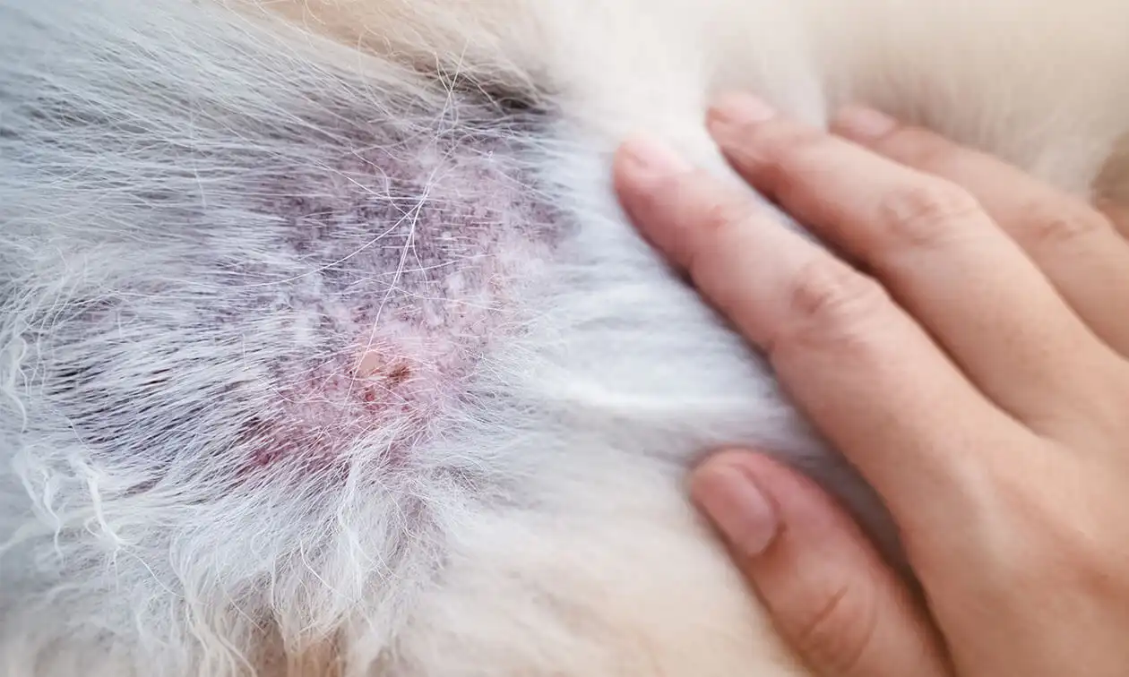 A close up of a person examining a rash on a dog.