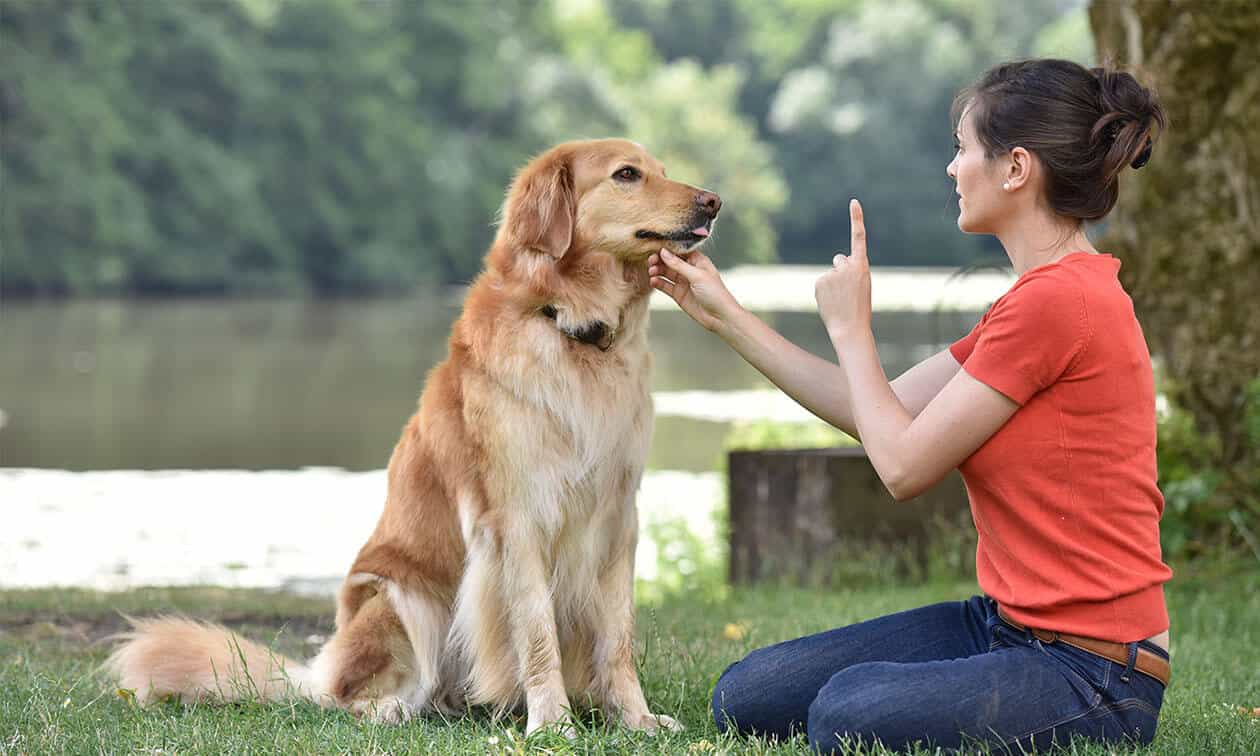 A woman sitting in the grass petting a dog.