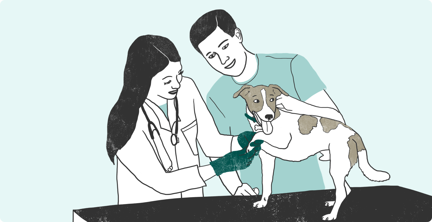 Illustrated veterinarian checking a dog's paw