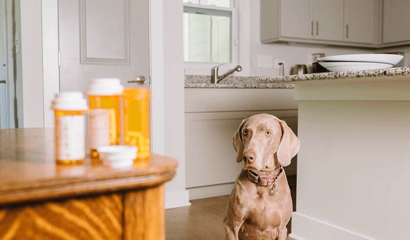 Human Medications That Aren’t Safe for Dogs