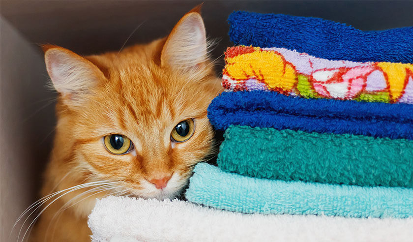 Can Cats See Color?
