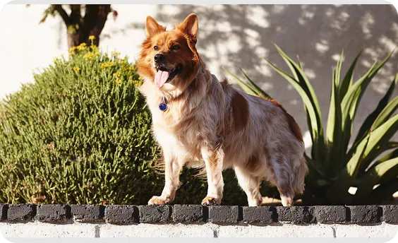 Dog standing outside near some plants