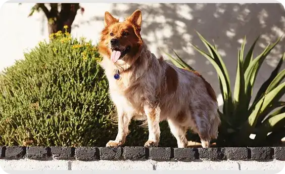 Dog standing outside near some plants