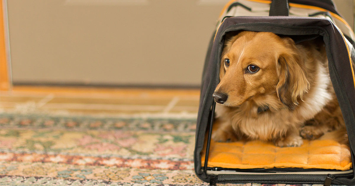 Best Dogs for Traveling Zoetis Petcare