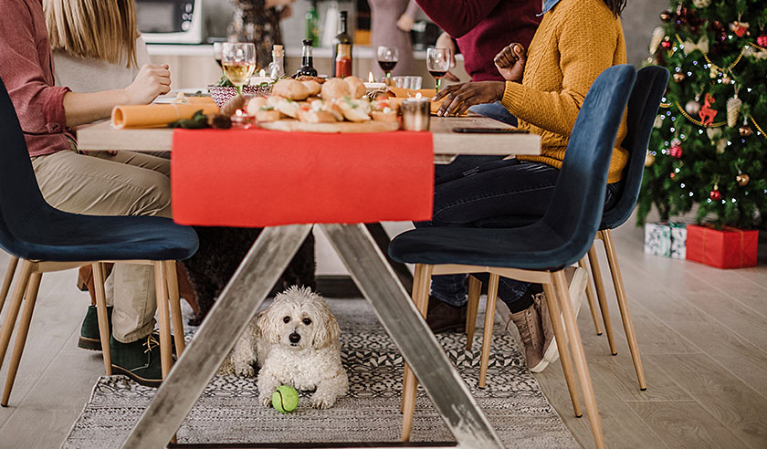 How to Have a Dog-Friendly New Year’s Eve