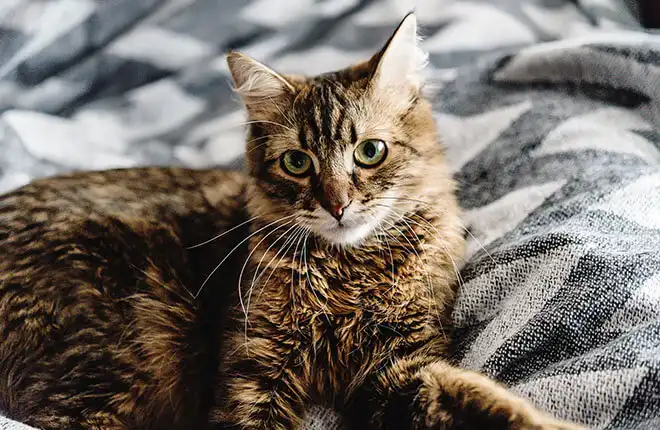 A cat laying on top of a blanket on a bed.