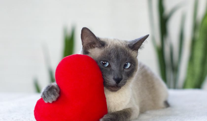 Valentine's Day Safety Tips for Pets